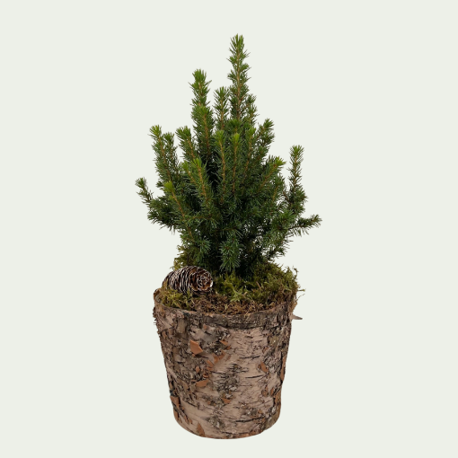 Picture of Picea