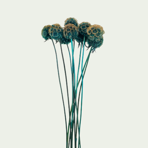 Picture of Blue Stellata