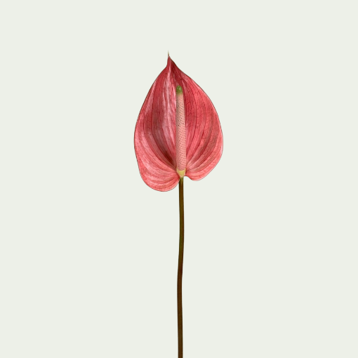 Picture of Pink Marea