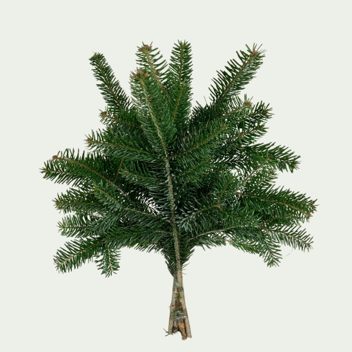 Picture of Pine Spring