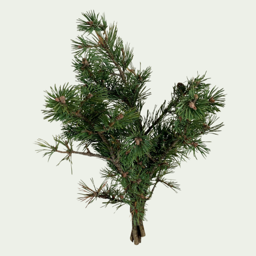 Picture of Pine Mugo