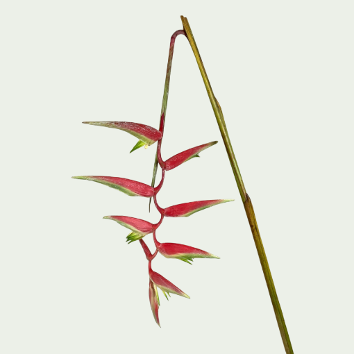 Picture of Pink Pendula