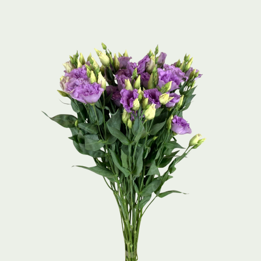 Picture of Corelli Lavender