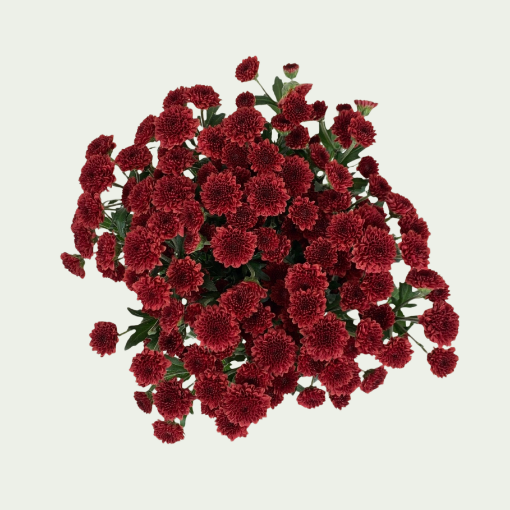 Picture of Madiba Red