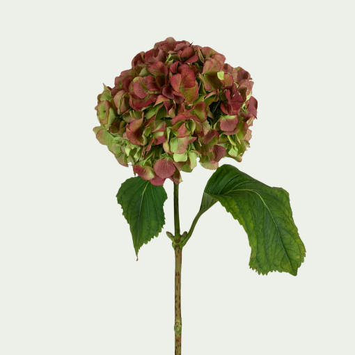 Picture of Verena Red 