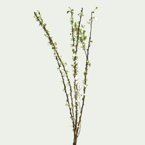 Picture of Prunus Alba