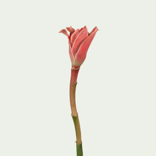 Picture of Pink Torch Ginger