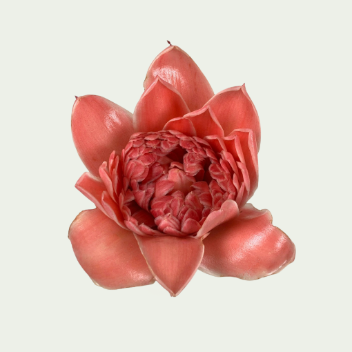 Picture of Pink Torch Ginger