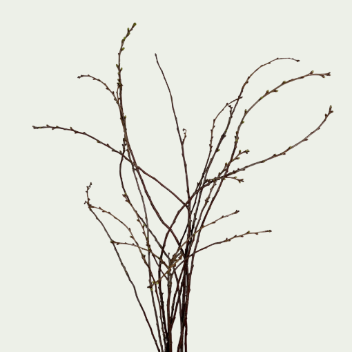 Picture of Cherry Blossom