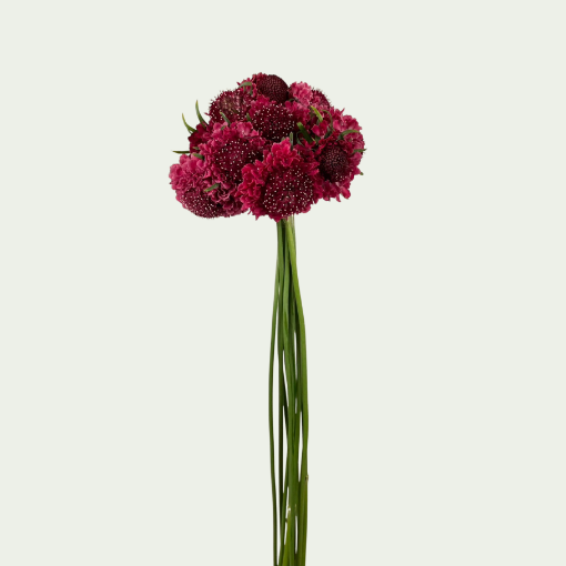 Picture of Cherry Scoop