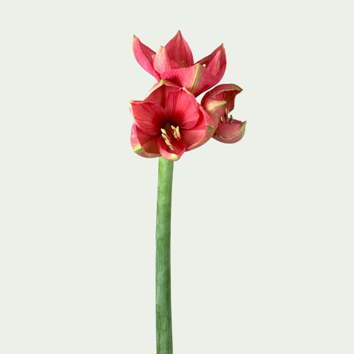 Picture of Pleasure