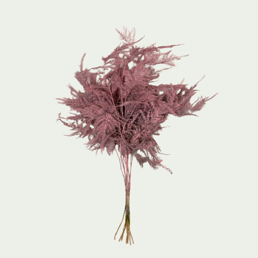 Picture of Asp Light Rose