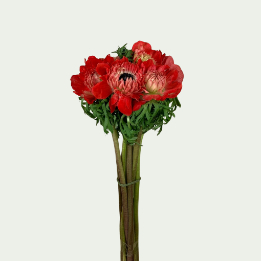 Picture of Glory Red