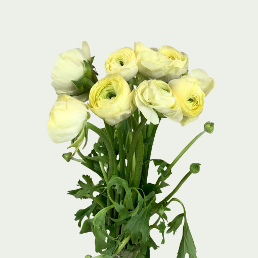 Picture of Elegance Crema