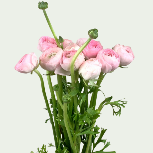 Picture of Elegance Rosa