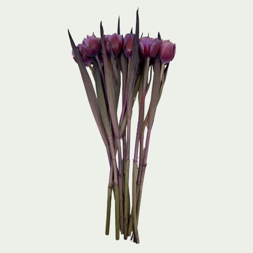 Picture of Double Violet Fire