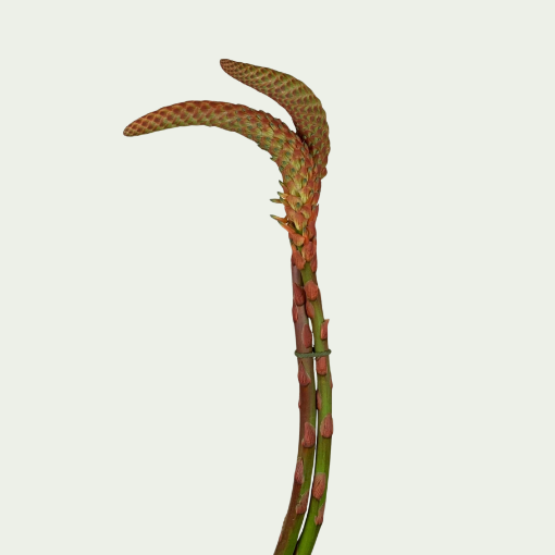Picture of Aloe Arborescens