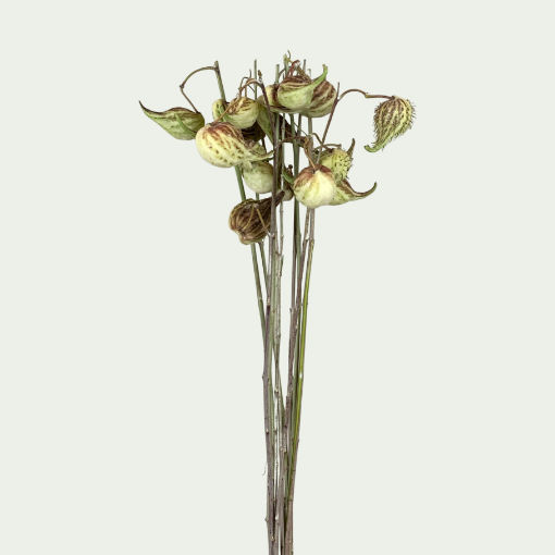 Picture of Syriaca