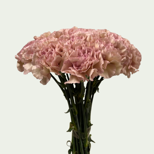 Picture of Creola