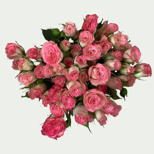 Picture of Electra