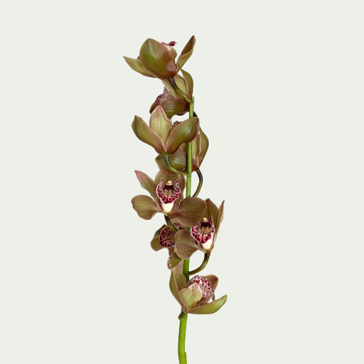 Picture of Dark Sapphire