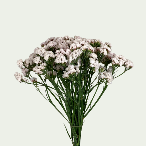 Picture of Pink Starlight