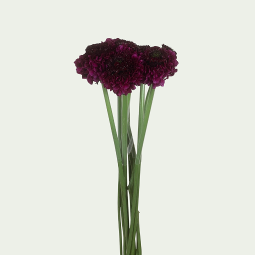 Picture of Velvet Scoop