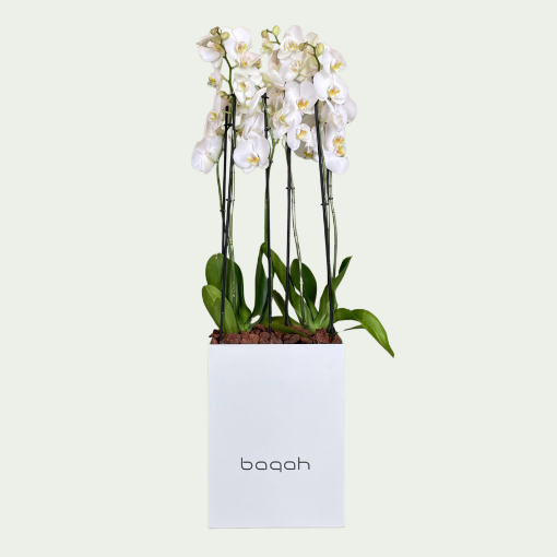 Picture of S Orchid Stand