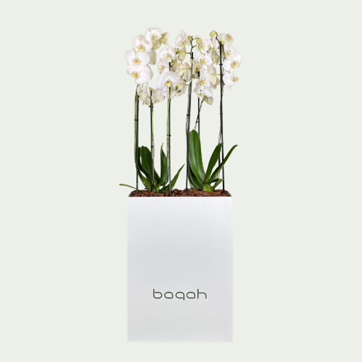 Picture of M Orchid Stand