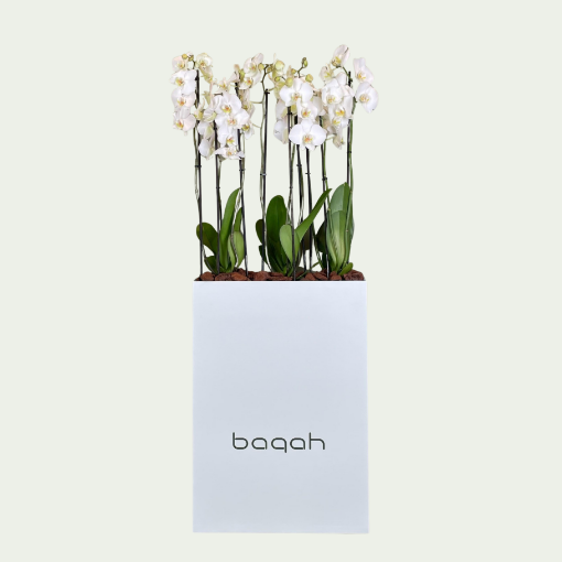 Picture of L Orchid Stand