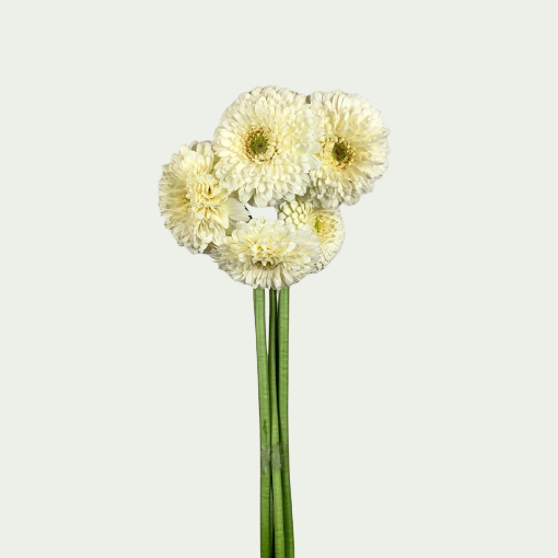 Picture of Bianco