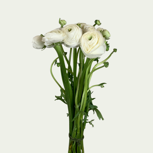 Picture of Elegance White