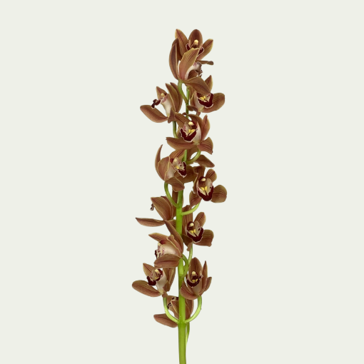 Picture of Mini Cym Brown Spring
