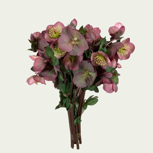 Picture of Penny Pink