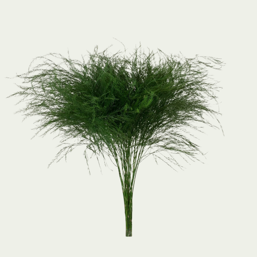 Picture of Treefern