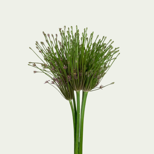 Picture of Schubertii