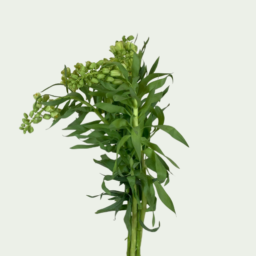 Picture of Ivory Bells