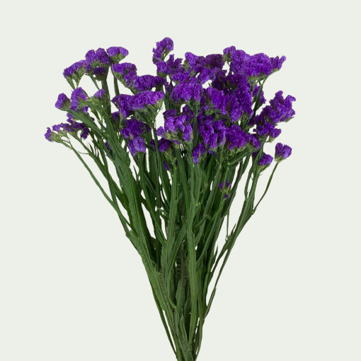 Picture of Sinuata