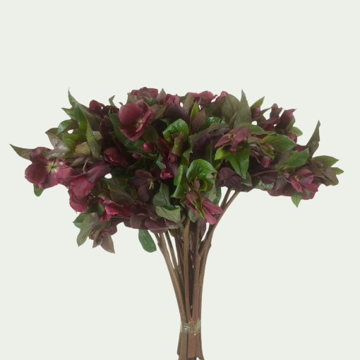 Picture of Mammoth Red