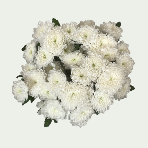 Picture of Baykal