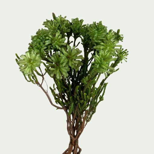 Picture of Erica