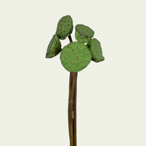 Picture of Nelumbo