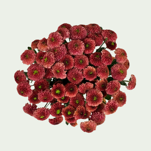 Picture of Purpetta Light Red