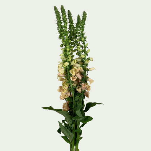 Picture of Purpurea
