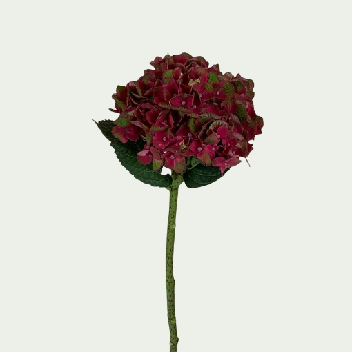 Picture of Charelotte