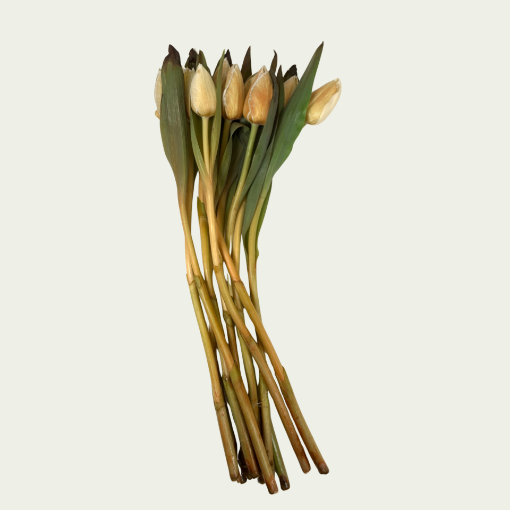 Picture of Soft Caramel