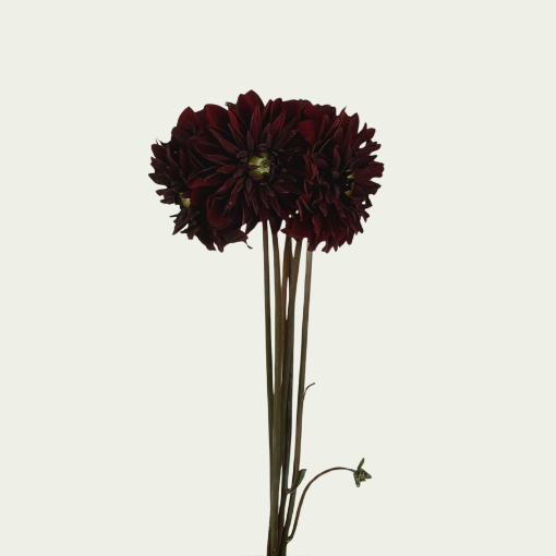 Picture of Black Destiny