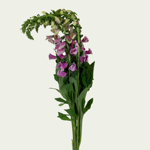 Picture of Camelot Rose