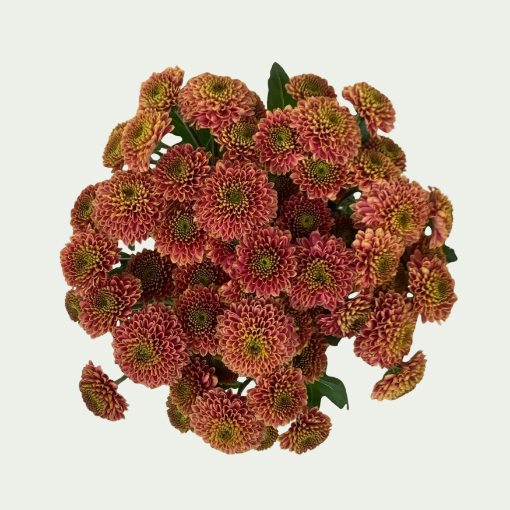 Picture of Doria Cherry