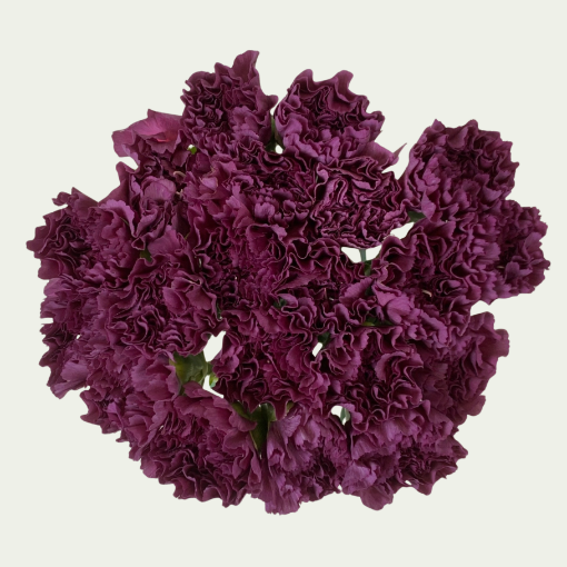 Picture of Extasis